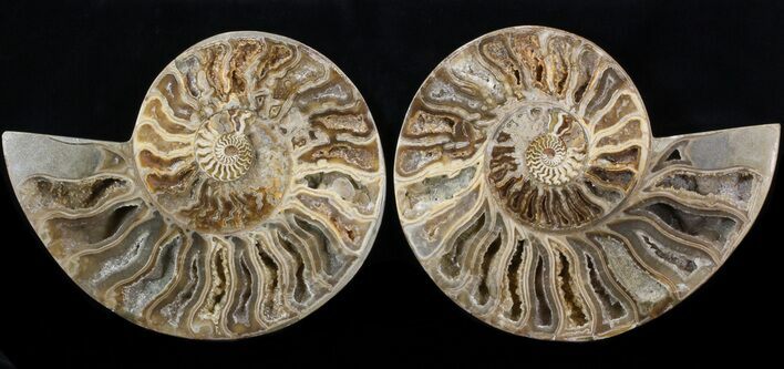 Choffaticeras (Daisy Flower) Ammonite #41667